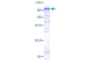 Image no. 1 for Copine VI (CPNE6) (AA 1-557) protein (GST tag) (ABIN1350218) (CPNE6 Protein (AA 1-557) (GST tag))