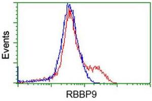 HEK293T cells transfected with either RC202090 overexpress plasmid (Red) or empty vector control plasmid (Blue) were immunostained by anti-RBBP9 antibody (ABIN2453590), and then analyzed by flow cytometry. (RBBP9 抗体)