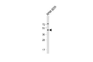 Anti-DEPTOR Antibody (N-Term) at 1:2000 dilution + RI 8226 whole cell lysate Lysates/proteins at 20 μg per lane. (DEPTOR 抗体  (AA 3-38))