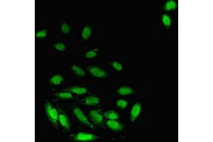 Immunofluorescent analysis of A549 cells using ABIN7162833 at dilution of 1:100 and Alexa Fluor 488-congugated AffiniPure Goat Anti-Rabbit IgG(H+L) (FKBP3 抗体  (AA 2-224))