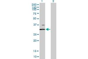 Western Blot analysis of BDKRB1 expression in transfected 293T cell line by BDKRB1 MaxPab polyclonal antibody. (BDKRB1 抗体  (AA 1-353))