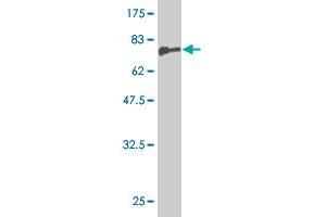 Western Blotting (WB) image for anti-Nuclear Factor I/A (NFIA) (AA 1-498) antibody (ABIN518309)