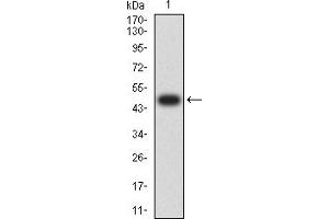 Western blot analysis using MSI2 mAb against human MSI2 (AA: 1-190) recombinant protein. (MSI2 抗体  (AA 1-190))
