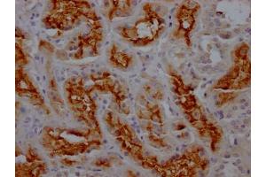 IHC image of ABIN7127393 diluted at 1:100 and staining in paraffin-embedded human kidney tissue performed on a Leica BondTM system. (Recombinant CD13 抗体)