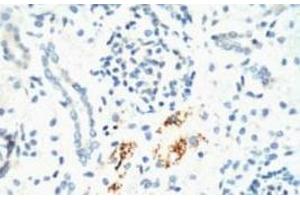 Immunohistochemistry of paraffin-embedded Mouse kidney tissue using KIF7 Monoclonal Antibody at dilution of 1:200. (KIF7 抗体)