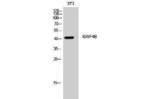 Western Blotting (WB) image for anti-Cell Adhesion Molecule 3 (CADM3) (Internal Region) antibody (ABIN3175604) (CADM3 抗体  (Internal Region))