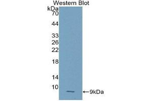 Western Blotting (WB) image for anti-Chemokine (C-X-C Motif) Ligand 2 (CXCL2) (AA 28-100) antibody (ABIN1859078) (CXCL2 抗体  (AA 28-100))