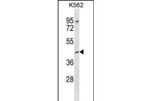 OR13F1 Antibody (C-term) (ABIN657181 and ABIN2846309) western blot analysis in K562 cell line lysates (35 μg/lane). (OR13F1 抗体  (C-Term))