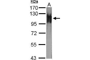 Image no. 2 for anti-Na Pump alpha Subunit (ATPALPHA) (Internal Region) antibody (ABIN1493677) (Atpalpha 抗体  (Internal Region))