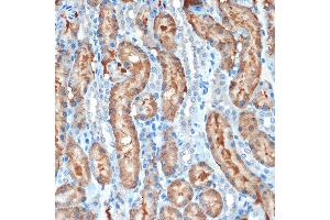 Immunohistochemistry of paraffin-embedded rat kidney using MUC4 Rabbit mAb (ABIN7268692) at dilution of 1:100 (40x lens). (MUC4 抗体)