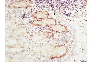 Formalin-fixed and paraffin embedded mouse intestine labeled with Rabbit Anti-RFC2 Polyclonal Antibody, Unconjugated  at 1:200 followed by conjugation to the secondary antibody and DAB staining (RFC2 抗体  (AA 281-354))