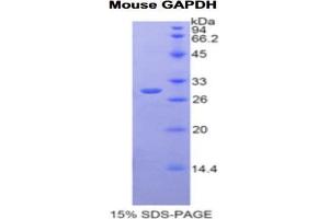 SDS-PAGE analysis of Mouse GAPDH Protein. (GAPDH 蛋白)