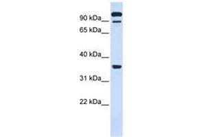 Image no. 1 for anti-Protein tyrosine Phosphatase, Receptor Type, E (PTPRE) (AA 468-517) antibody (ABIN6740985) (PTPRE 抗体  (AA 468-517))
