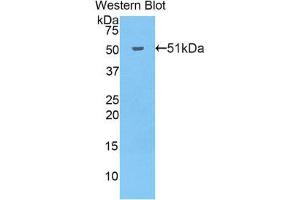 Western Blotting (WB) image for anti-Cadherin 13 (CDH13) (AA 478-690) antibody (ABIN1858336) (Cadherin 13 抗体  (AA 478-690))