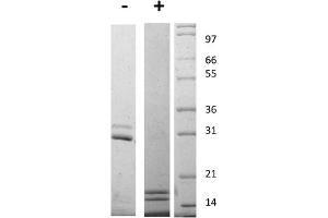 SDS-PAGE of Mouse Interleukin-17AF Heterodimer Recombinant Protein SDS-PAGE of Mouse Interleukin-17 Animal Free Recombinant Protein. (IL-17A/F 蛋白)