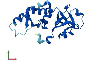 AlphaFold protein structure predicition of Mouse Recombinant Nip7 Protein, UniprotID Q9CXK8