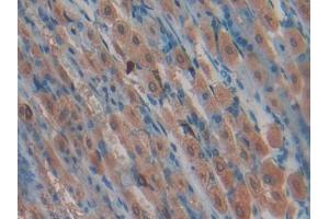 IHC-P analysis of Mouse Stomach Tissue, with DAB staining. (LALBA 抗体  (AA 24-141))