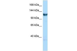 WB Suggested Anti-Gtf3c3 Antibody Titration: 1. (GTF3C3 抗体  (C-Term))