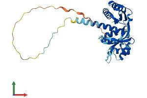 AlphaFold protein structure predicition of Mouse Recombinant Taco1 Protein, UniprotID Q8K0Z7 (TACO1 Protein (AA 1-294) (His tag))
