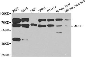 Western blot analysis of extracts of various cell lines, using ARSF antibody (ABIN5974484) at 1/1000 dilution. (ARSF 抗体)