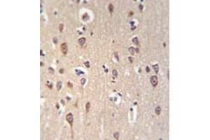 Immunohistochemistry analysis in formalin fixed and paraffin embedded brain tissue reacted with GRPR Antibody (Center) followed by peroxidase conjugation of the secondary antibody and DAB staining. (GRPR 抗体  (Middle Region))