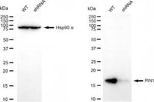 Western blotting analysis using PIN1 antibody (ABIN7799762).