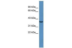 LOC100364462 antibody used at 0. (DNASE1L2 抗体  (Middle Region))