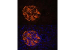 Immunofluorescence analysis of mouse pancreas using PNLIPRP2 antibody (ABIN6130643, ABIN6145842, ABIN6145843 and ABIN6216695) at dilution of 1:100. (PNLIPRP2 抗体  (AA 301-470))