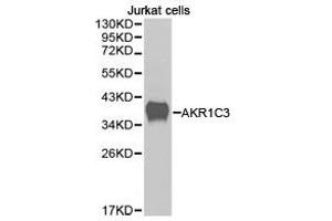 Western Blotting (WB) image for anti-Aldo-Keto Reductase Family 1, Member C3 (3-alpha Hydroxysteroid Dehydrogenase, Type II) (AKR1C3) antibody (ABIN1870905) (AKR1C3 抗体)