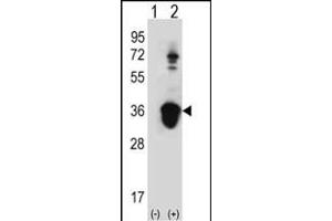 Western blot analysis of U2AF1 (arrow) using rabbit polyclonal U2AF1 Antibody (Center S70) (ABIN389304 and ABIN2839424). (U2AF1 抗体  (AA 55-83))