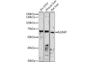Western blot analysis of extracts of various cell lines, using IL1RAP antibody (ABIN6128127, ABIN6142347, ABIN6142348 and ABIN6220984) at 1:1000 dilution. (IL1RAP 抗体  (AA 21-356))