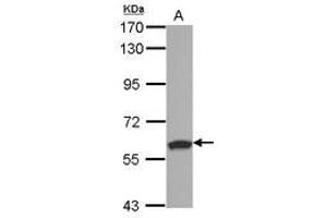 Image no. 1 for anti-Ring Finger and SPRY Domain Containing 1 (RSPRY1) (AA 42-356) antibody (ABIN1500770) (RSPRY1 抗体  (AA 42-356))