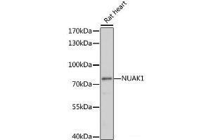 Western blot analysis of extracts of Rat heart using NUAK1 Polyclonal Antibody at dilution of 1:1000. (NUAK1 抗体)