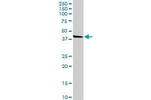 SGK196 MaxPab rabbit polyclonal antibody. (SGK196 抗体  (AA 1-350))