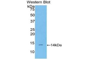 Western blot analysis of the recombinant protein. (BMP2 抗体  (AA 281-394))