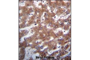 TRUB1 Antibody (Center) (ABIN656716 and ABIN2845945) immunohistochemistry analysis in formalin fixed and paraffin embedded human liver tissue followed by peroxidase conjugation of the secondary antibody and DAB staining. (TRUB1 抗体  (AA 152-180))