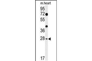 Western blot analysis of HES7 Antibody in mouse heart tissue lysates (35ug/lane) (HES7 抗体  (N-Term))