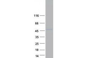 KLF14 Protein (Myc-DYKDDDDK Tag)