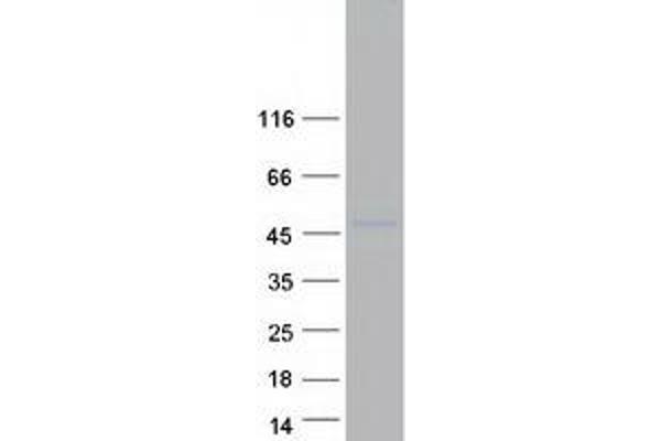 KLF14 Protein (Myc-DYKDDDDK Tag)