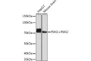 Western blot analysis of extracts of various cell lines, using PI+PI Rabbit mAb (ABIN7266879) at 1:1000 dilution. (E3 SUMO-Protein Ligase PIAS3 (LOC101740849) 抗体)