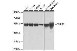 Western blot analysis of extracts of various cell lines, using TUBB8 antibody. (Tubulin, beta 8 抗体)
