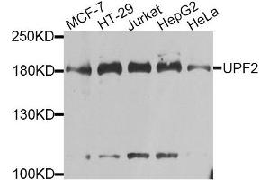 Western blot analysis of extracts of various cell lines, using UPF2 antibody. (RENT2/UPF2 抗体)