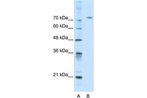 Western Blotting (WB) image for anti-Afamin (AFM) antibody (ABIN2460811) (Afamin 抗体)
