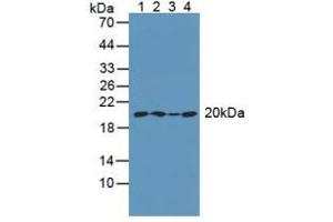 Figure. (ARPC4 抗体  (AA 3-165))