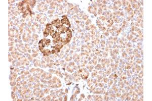 Formalin-fixed, paraffin-embedded human pancreas stained with Ferritin, Heavy Chain Mouse Monoclonal Antibody (FTH/2081). (FTH1 抗体  (AA 58-180))