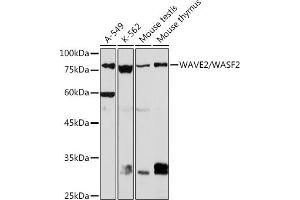 Western blot analysis of extracts of various cell lines, using W/W/W Rabbit mAb (ABIN7271346) at 1:1000 dilution. (WASF2 抗体)