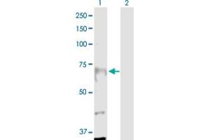 Western Blot analysis of ANKRD17 expression in transfected 293T cell line by ANKRD17 MaxPab polyclonal antibody. (ANKRD17 抗体  (AA 1-751))