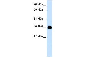 WB Suggested Anti-YWHAH Antibody Titration:  0. (14-3-3 eta 抗体  (N-Term))