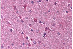 Human Brain, Cortex, White Matter (formalin-fixed, paraffin-embedded) stained with HTR1A antibody ABIN214777 at 2. (Serotonin Receptor 1A 抗体  (N-Term))