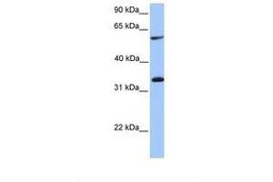 Image no. 1 for anti-Testis-Specific serine Kinase Substrate (TSKS) (AA 351-400) antibody (ABIN6738899) (TSKS 抗体  (AA 351-400))